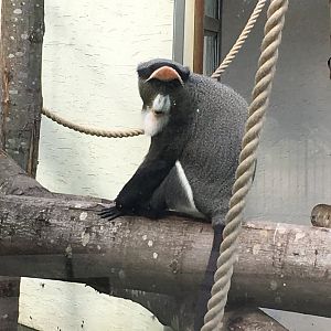 De Brazza's monkey 040817