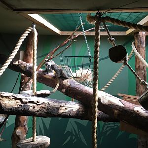 Emperor tamarins 040817