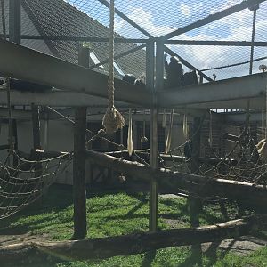 King colobus enclosure 040817