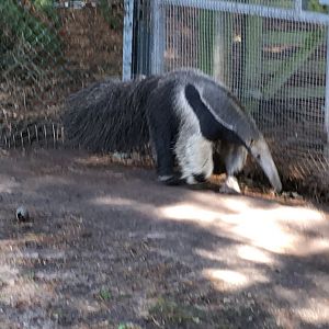 Giant anteater 040817