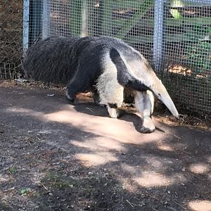 Giant anteater 040817