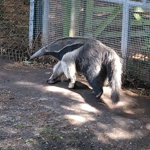 Giant anteater 040817