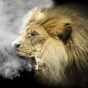 Louisville Zoo - Kenya