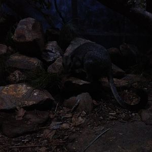 Nabarlek (Petrogale concinna)