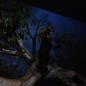 Nabarlek (Petrogale concinna)