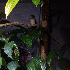 Australian Owlet-nightjar (Aegotheles cristatus)