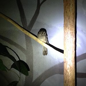 Australian Owlet-nightjar (Aegotheles cristatus)