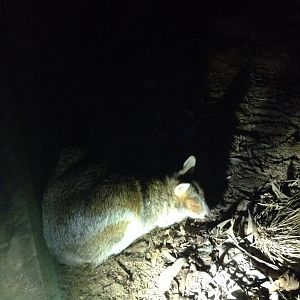 Spectacled Hare-wallaby (Lagorchestes conspicillatus)