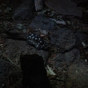Northern Quoll (Dasyurus hallucatus)
