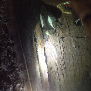 Bare-rumped Sheath-tail Bat (Saccolaimus saccolaimus)