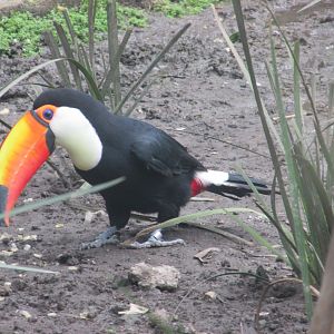 toco toucan