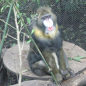 mandrill