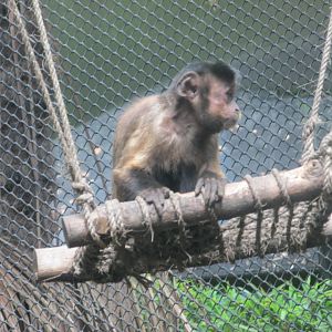 tufted capuchin monkey