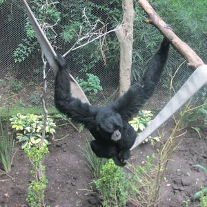 siamang
