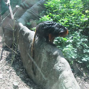 golden headed lion tamarin
