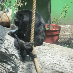 mexican black howler monkey