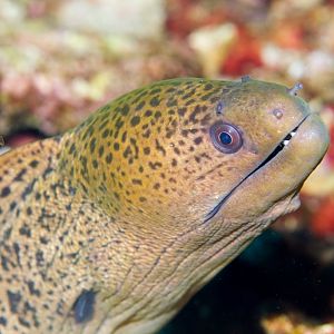Giant Moray