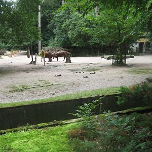 Rostock Zoo - African savanna