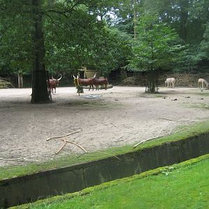 Rostock Zoo - African savanna