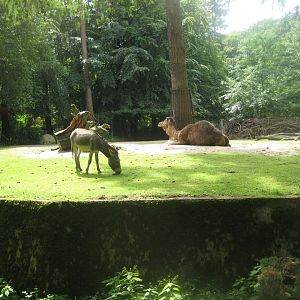 Rostock Zoo - Dromedary exhibit