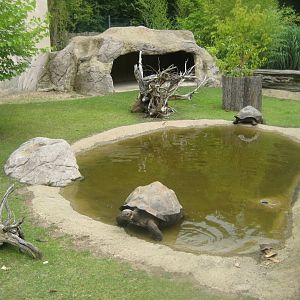 Rostock Zoo - Darwineum - Galapagos tortoise exhibit