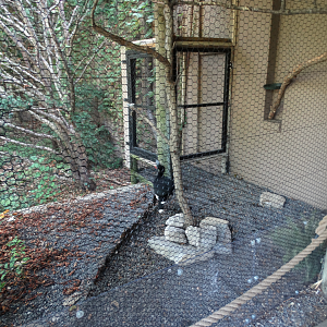 Aug. 2017 - Wings of the World - Helmeted Curassow Exhibit (Newly Placed)