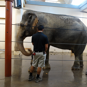 Aug. 2017 - Elephant Reserve - Schottzie's Bath