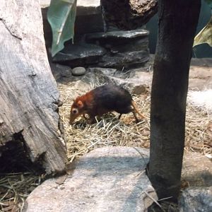 Black and rufous elephant shrew