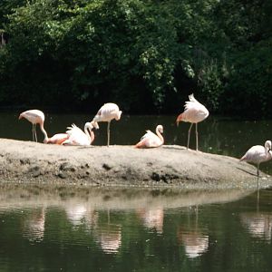 Chilean flamingo
