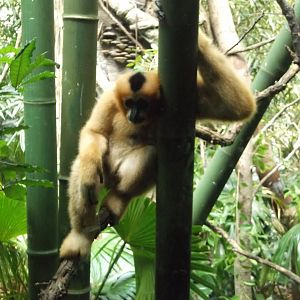 White-cheeked gibbon