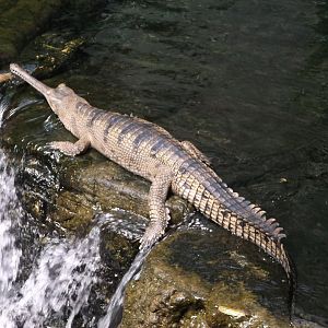 Gharials