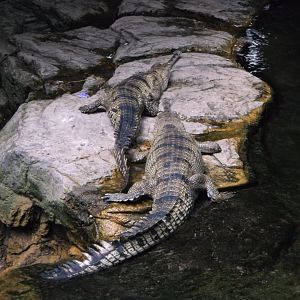 Gharials