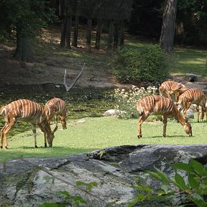 Nyala