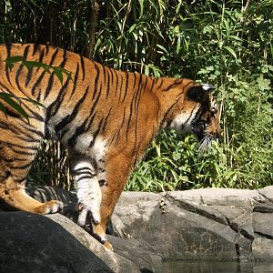 Malayan tiger