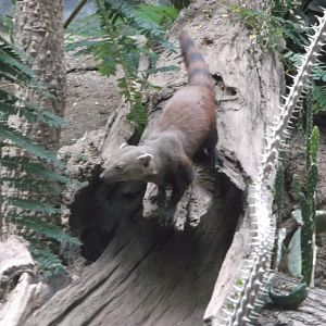 Ring-tailed Mongoose