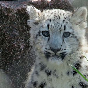 Snow Leopard