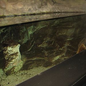 Rostock Zoo - Darwineum - Horseshoe crab tank