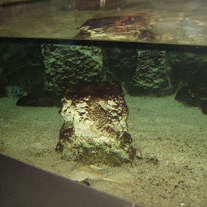 Rostock Zoo - Darwineum - Horseshoe crab tank