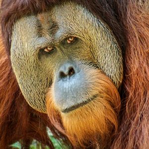 Aug. 2017 - Jungle Trails - Henry