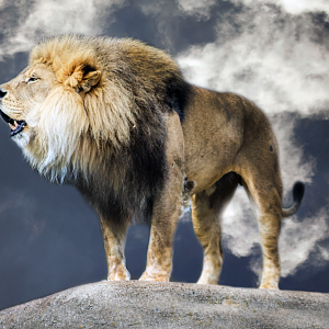 Louisville Zoo - Kenya