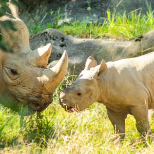 Aug. 2017 - Rhino Reserve - Seyia & Kendi