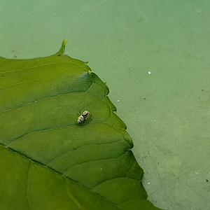 Jumping spider - Marpissa species