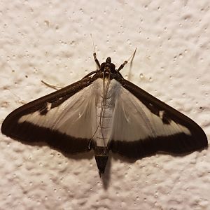 Box tree moth - Cydalima perspectalis