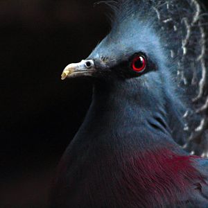 Aug. 2017 - Wings Of The Word - Victoria Crowned Pigeon