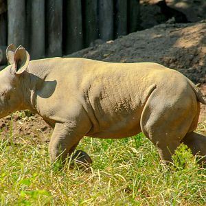 Aug. 2017 - Rhino Reserve - Kendi