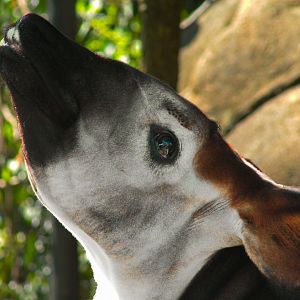 Aug. 2017 - Rhino Reserve - Moyo