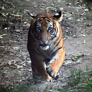 Aug. 2017 - Cat Canyon - Tiger Cub