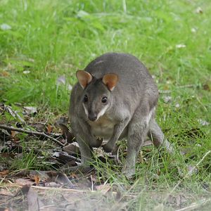 Dusky Pademelon