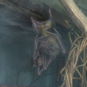Fruit bat (Rousettus sp.)