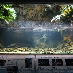 Giant salamander exhibit